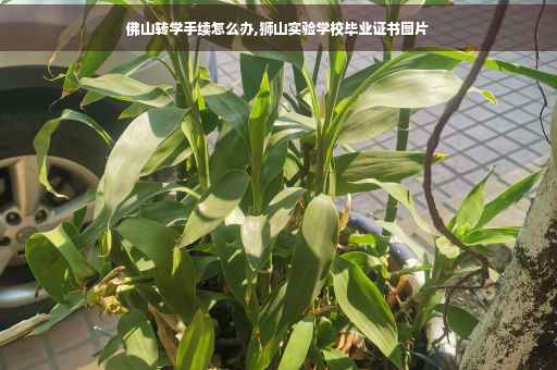 佛山转学手续怎么办,狮山实验学校毕业证书图片