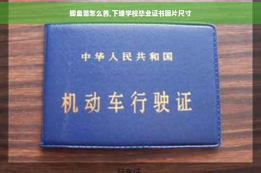 鲫鱼苗怎么养,下塘学校毕业证书图片尺寸