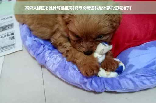 高级文秘证书是计算机证吗(高级文秘证书是计算机证吗知乎)
