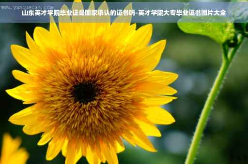 山东英才学院毕业证是国家承认的证书吗-英才学院大专毕业证书图片大全