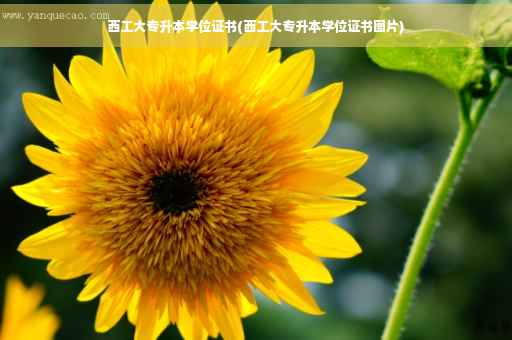 西工大专升本学位证书(西工大专升本学位证书图片)