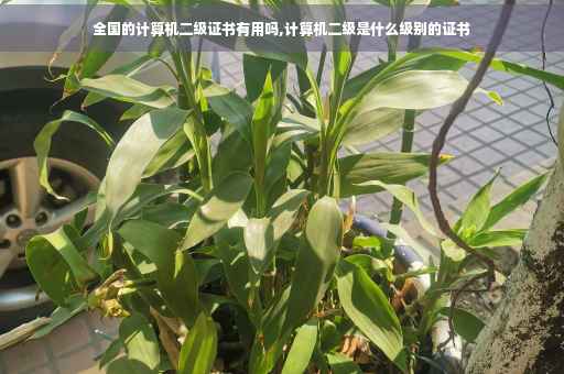 全国的计算机二级证书有用吗,计算机二级是什么级别的证书