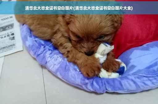 清华北大毕业证书空白图片(清华北大毕业证书空白图片大全)