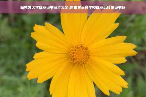 新东方大学毕业证书图片大全,新东方烹饪学校毕业后颁发证书吗