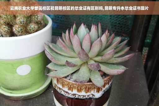 云南农业大学普洱校区和昆明校区的毕业证有区别吗,昆明专升本毕业证书图片