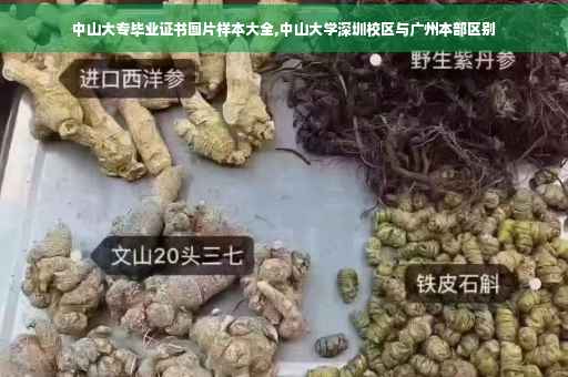 中山大专毕业证书图片样本大全,中山大学深圳校区与广州本部区别