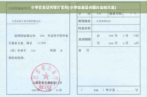 小学毕业证书图片实拍(小学毕业证书图片实拍大全)