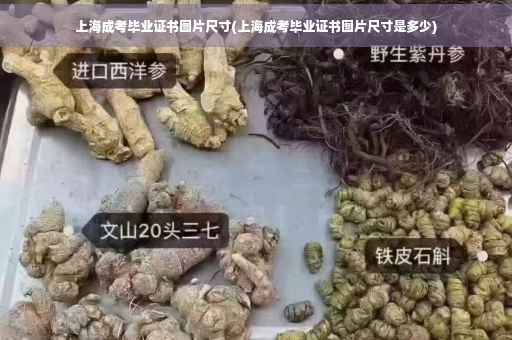 上海成考毕业证书图片尺寸(上海成考毕业证书图片尺寸是多少)