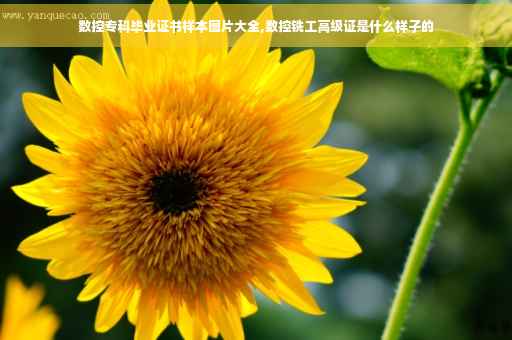 数控专科毕业证书样本图片大全,数控铣工高级证是什么样子的