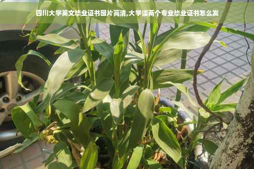 四川大学英文毕业证书图片高清,大学读两个专业毕业证书怎么发