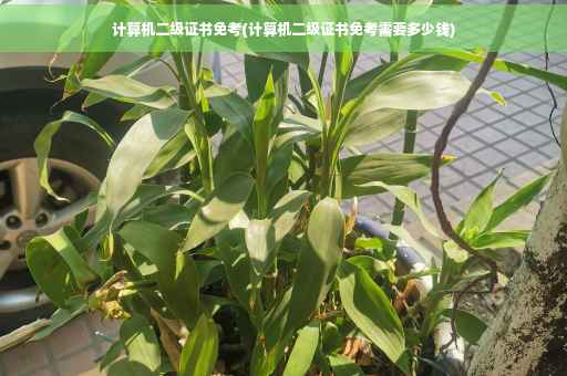 计算机二级证书免考(计算机二级证书免考需要多少钱)