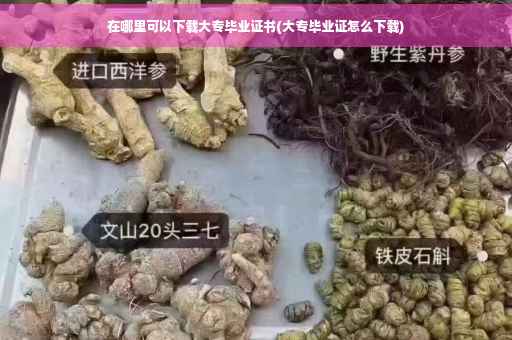 在哪里可以下载大专毕业证书(大专毕业证怎么下载)