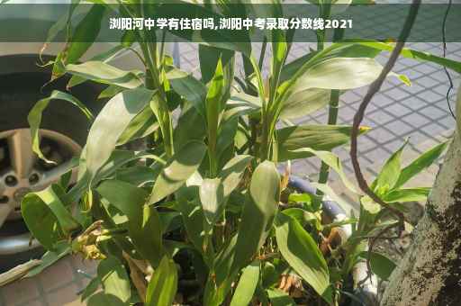 浏阳河中学有住宿吗,浏阳中考录取分数线2021