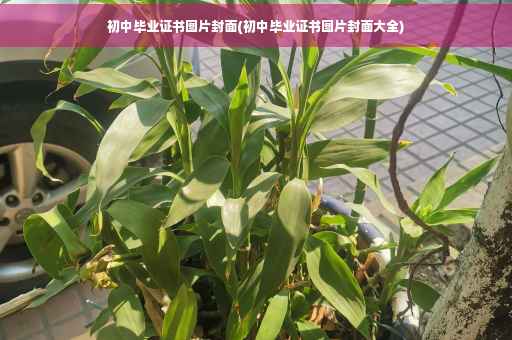 初中毕业证书图片封面(初中毕业证书图片封面大全)