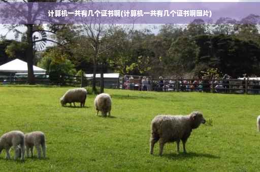 计算机一共有几个证书啊(计算机一共有几个证书啊图片)