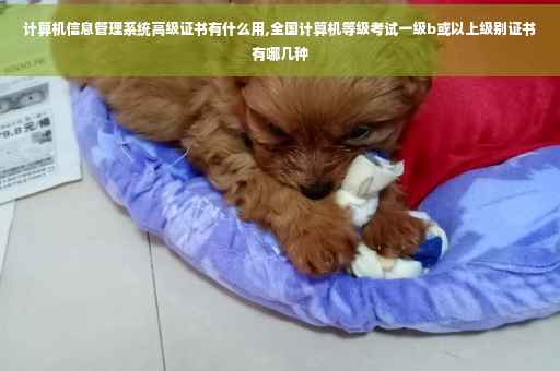 计算机信息管理系统高级证书有什么用,全国计算机等级考试一级b或以上级别证书有哪几种
