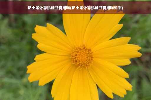 护士考计算机证书有用吗(护士考计算机证书有用吗知乎)
