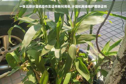 一张五级计算机操作员证书有何用处,计算机网络维护等级证书