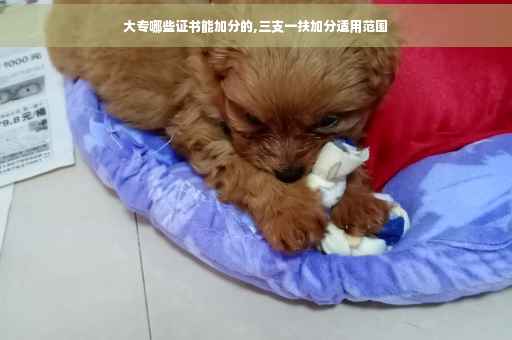 大专哪些证书能加分的,三支一扶加分适用范围