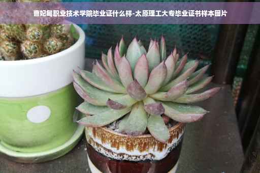 曹妃甸职业技术学院毕业证什么样-太原理工大专毕业证书样本图片