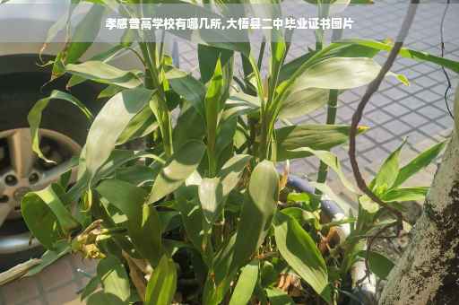 孝感普高学校有哪几所,大悟县二中毕业证书图片