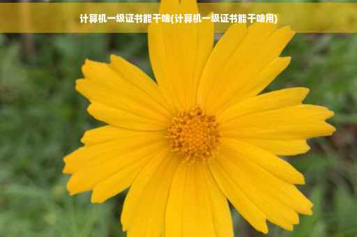 计算机一级证书能干啥(计算机一级证书能干啥用)