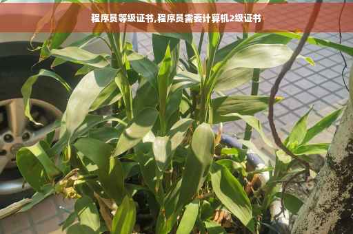 程序员等级证书,程序员需要计算机2级证书