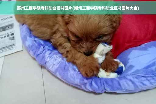 郑州工商学院专科毕业证书图片(郑州工商学院专科毕业证书图片大全)