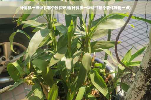 计算机一级证书哪个软件好用(计算机一级证书哪个软件好用一点)