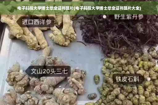电子科技大学博士毕业证书图片(电子科技大学博士毕业证书图片大全)