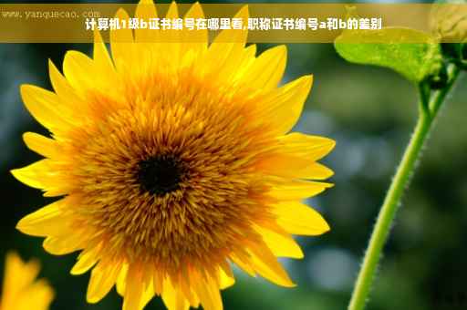 计算机1级b证书编号在哪里看,职称证书编号a和b的差别