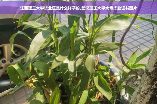 江西理工大学毕业证是什么样子的,武汉理工大学大专毕业证书图片