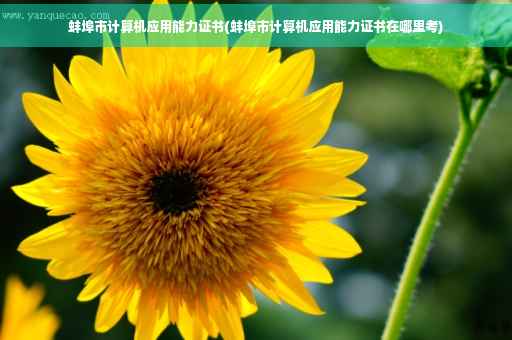 蚌埠市计算机应用能力证书(蚌埠市计算机应用能力证书在哪里考)