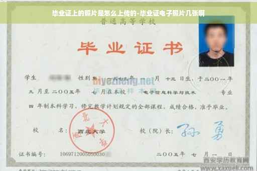 毕业证上的照片是怎么上传的-毕业证电子照片几张啊