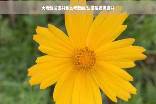 大专动漫证书怎么考取的,动画建模师证书