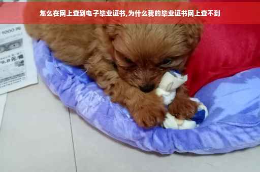 怎么在网上查到电子毕业证书,为什么我的毕业证书网上查不到