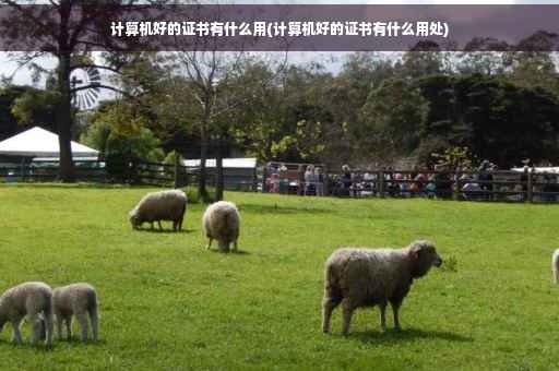 计算机好的证书有什么用(计算机好的证书有什么用处)
