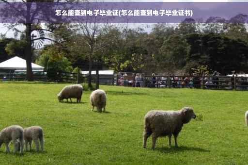 怎么能查到电子毕业证(怎么能查到电子毕业证书)