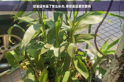 毕业证书丢了怎么补办,拿毕业证要交费吗