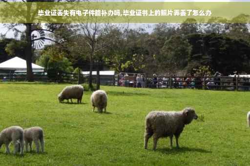 毕业证丢失有电子件能补办吗,毕业证书上的照片弄丢了怎么办
