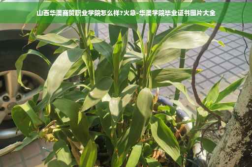 山西华澳商贸职业学院怎么样?火急-华澳学院毕业证书图片大全
