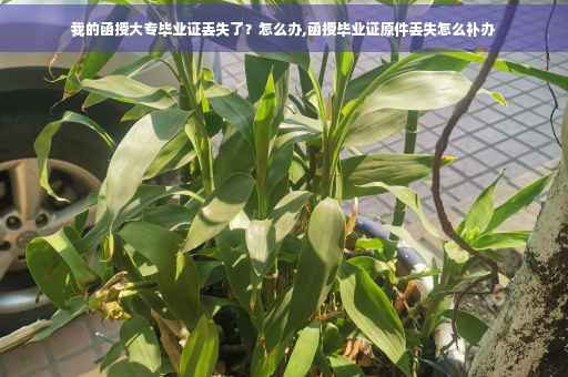 我的函授大专毕业证丢失了？怎么办,函授毕业证原件丢失怎么补办