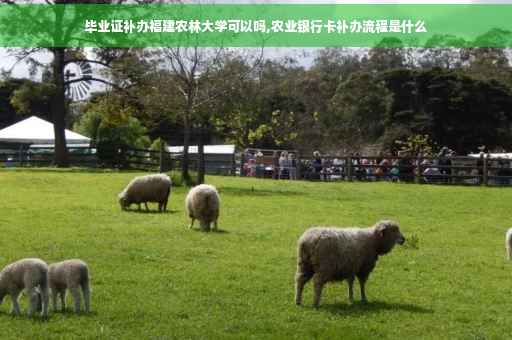 毕业证补办福建农林大学可以吗,农业银行卡补办流程是什么