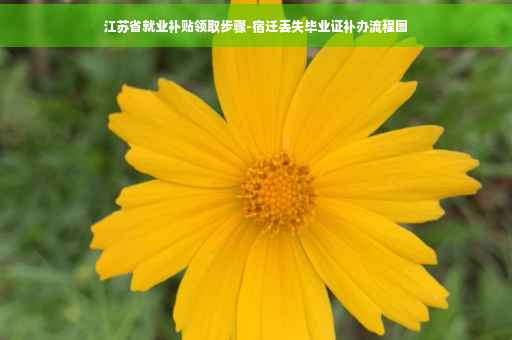 江苏省就业补贴领取步骤-宿迁丢失毕业证补办流程图