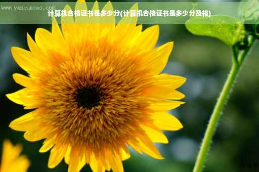 计算机合格证书是多少分(计算机合格证书是多少分及格)