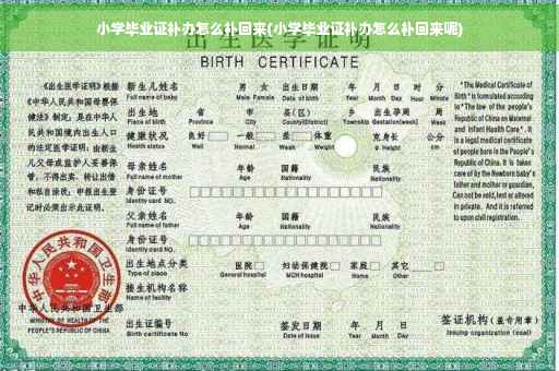 小学毕业证补办怎么补回来(小学毕业证补办怎么补回来呢)