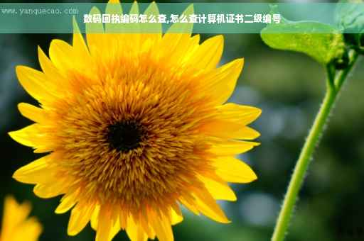 数码回执编码怎么查,怎么查计算机证书二级编号
