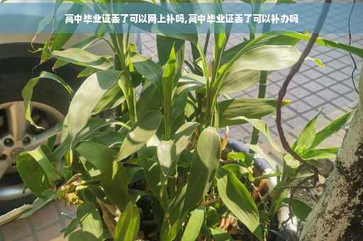 高中毕业证丢了可以网上补吗,高中毕业证丢了可以补办吗