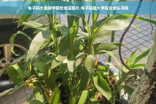 电子科大金融学院毕业证图片,电子科技大学在企业认可吗