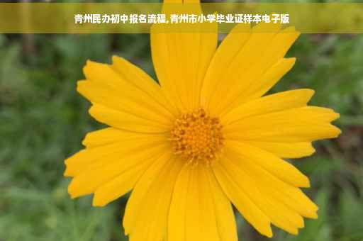 青州民办初中报名流程,青州市小学毕业证样本电子版